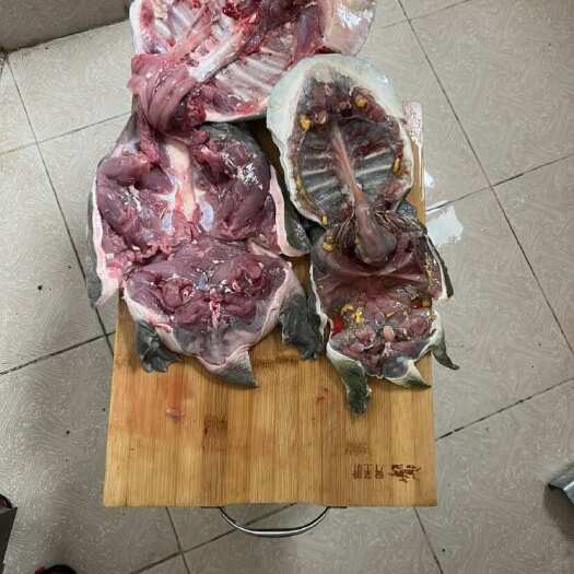 广州剁块甲鱼，卤甲鱼，活鱼现杀，代杀甲鱼，大排档专用，真空发货