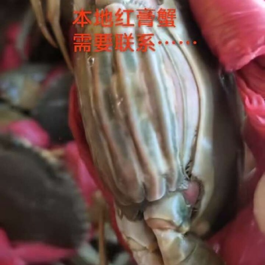 龙港青蟹