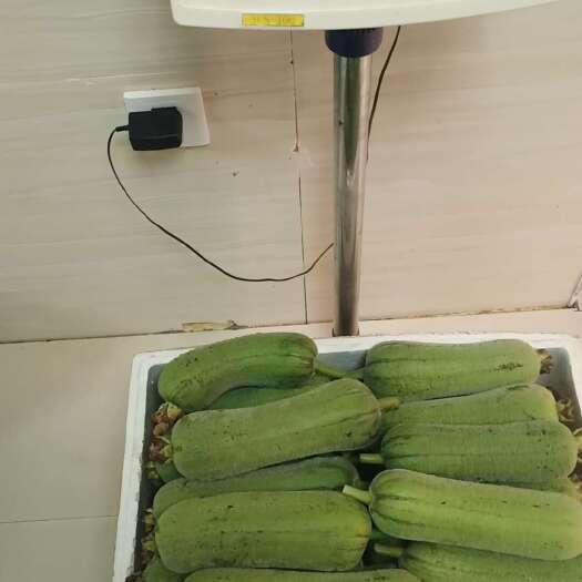 乐安县丝瓜