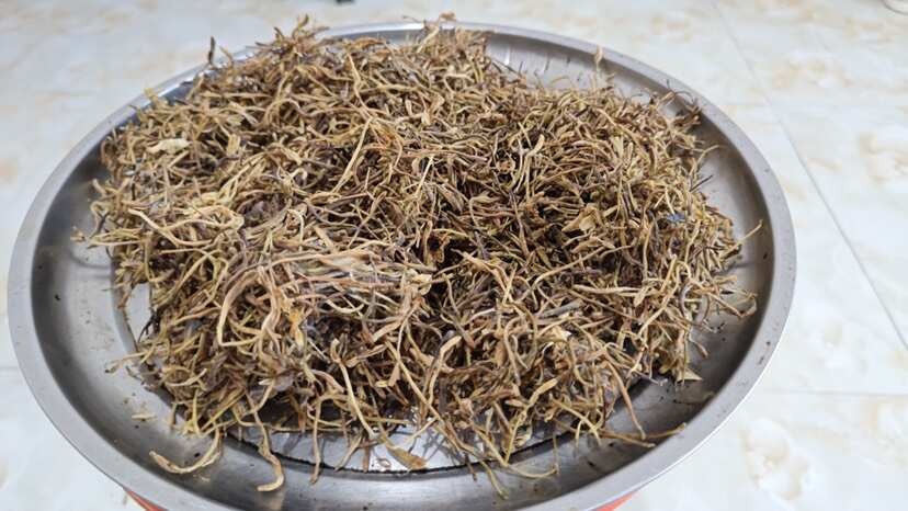 通江县农家高山金银花