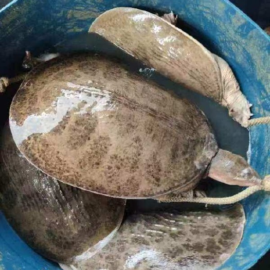 广州珍珠鳖，山瑞，山水，大甲鱼，全国可发货，