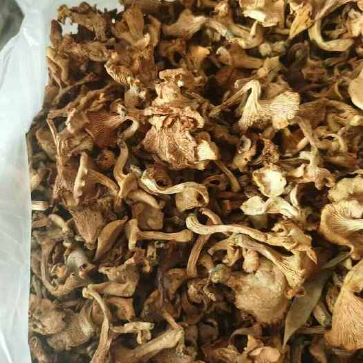 旬阳市秦岭黄丝菌黄菇干货批发，当季新货批发，选货批发1斤也包邮
