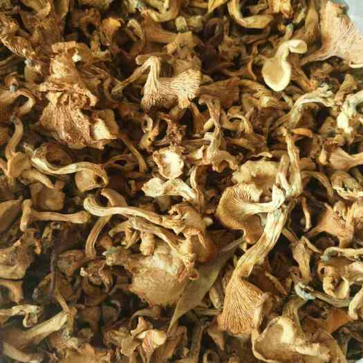 旬阳市秦岭黄菇黄菌干货批发，新货批发零售，统货选