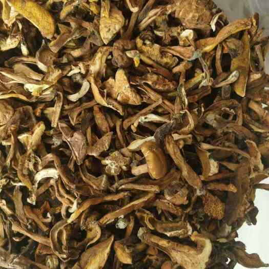 旬阳市秦岭黄牛肝菌干货批发，新货批发零售，统货选货都有
