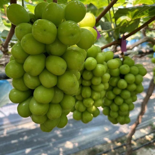 夏邑县产地实力直发阳光玫瑰，规格齐全，对接市场货，电商货，商超！