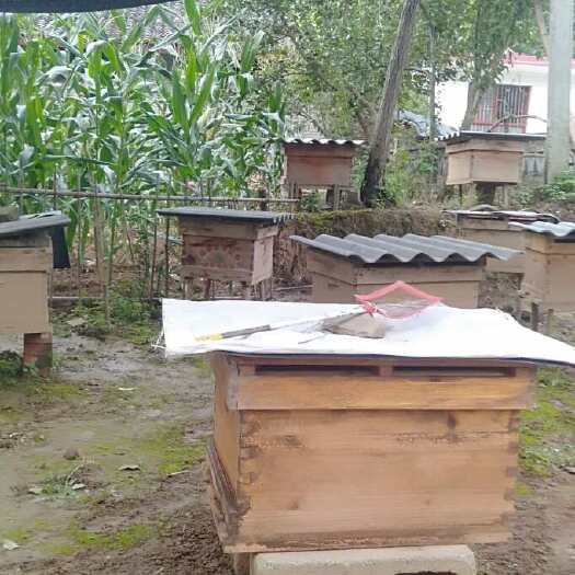 成县土蜂蜜，支持机构检测，坏了包赔
