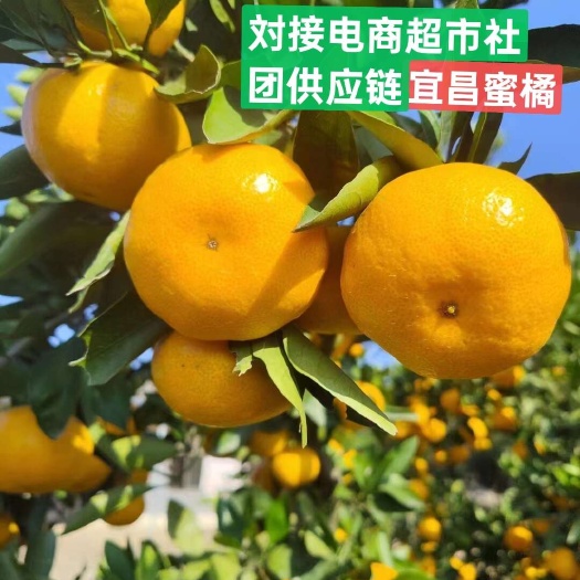 枝江市畅销云南蜜橘柑橘十电商十超市社团供应链诚信合作