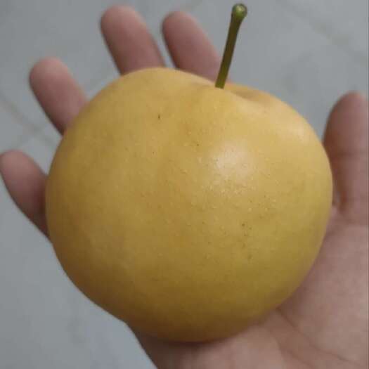 安丘市黄金梨