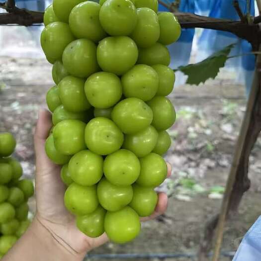 夏邑县产地直发阳光玫瑰代办