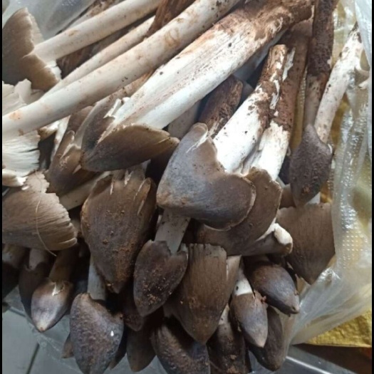 永胜县云南野生鸡枞菌
