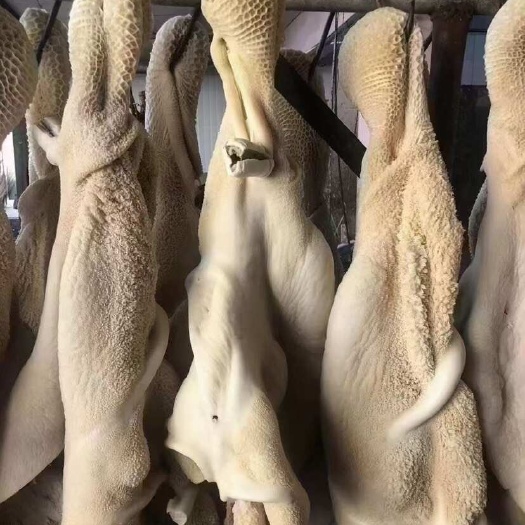 阳信县水退牛肚 半成品牛肚全熟牛肚子