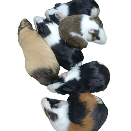 马关县荷兰猪