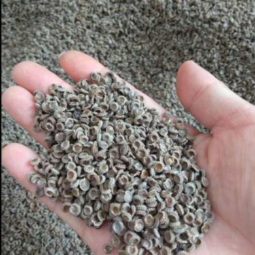 瑞金市防己子防己苗子育大苗，防己苗春播苗，基地批发带技术指导