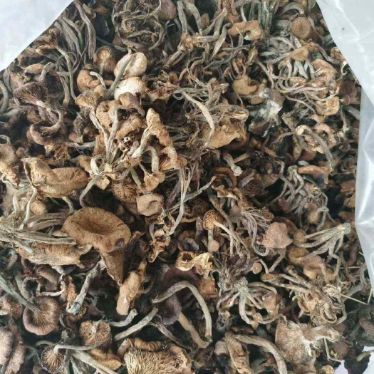 秦岭深山茶树菇包谷菌干货批发，新货开伞精品，菇香柄长条形均匀