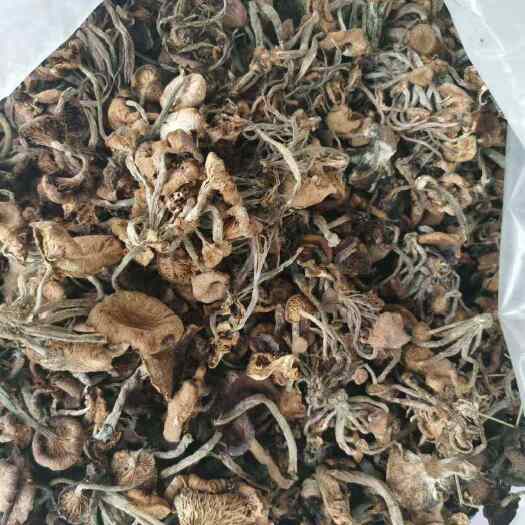 旬阳市秦岭深山茶树菇包谷菌干货批发，新货开伞精品，菇香柄长条形均匀