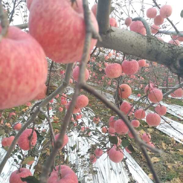 白水苹果，产地直供