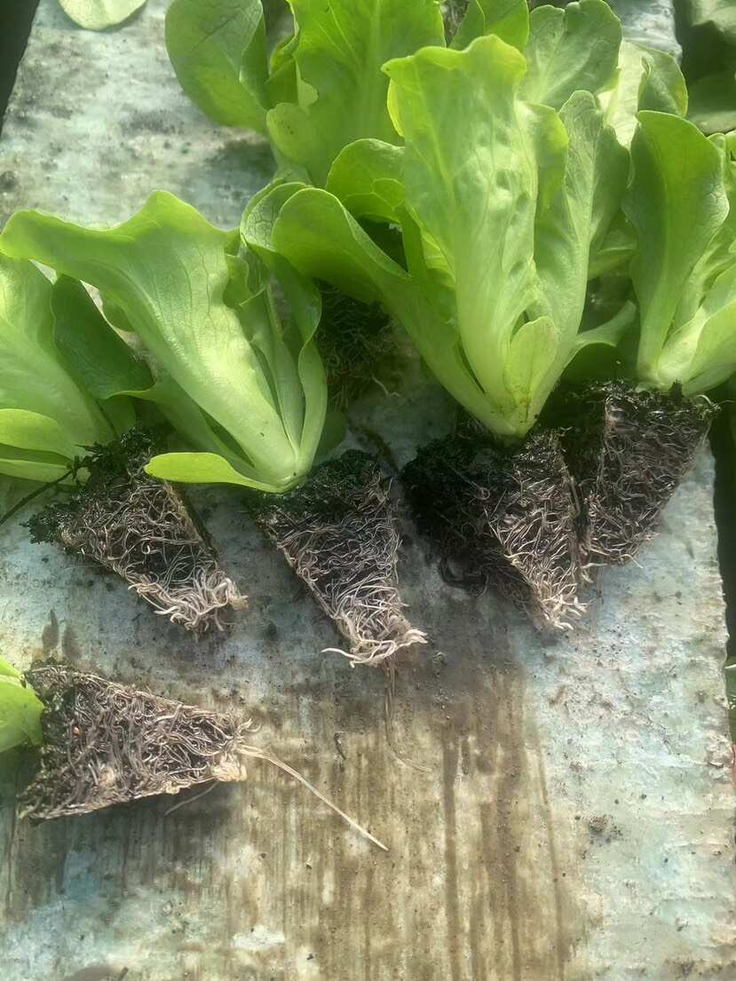 陆良县云南生菜苗，带营养土，成活率高达98％