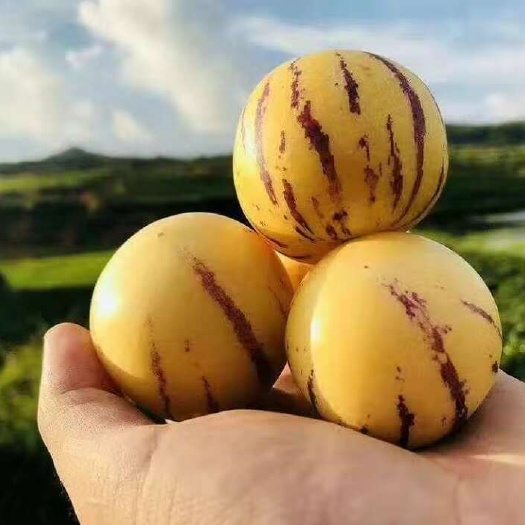 昆明【云南石林人参果】云南石林人参果圆果特大水果新鲜水果批发整箱