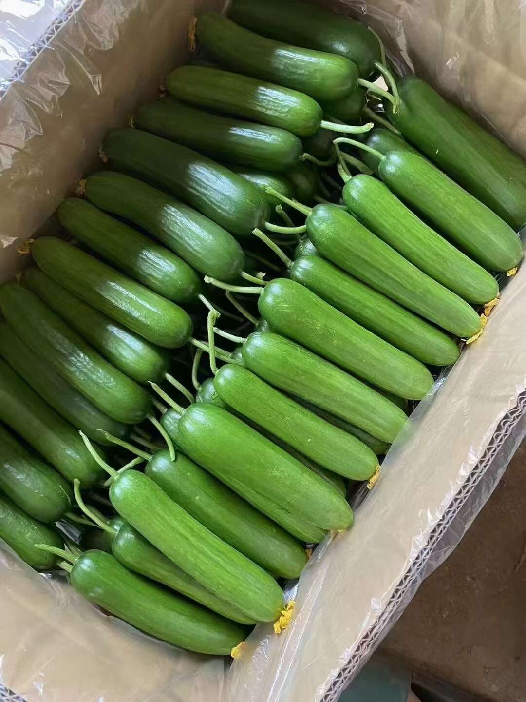 河南黄瓜，水果黄瓜，鲜花条直，视频看货，线上保障交易