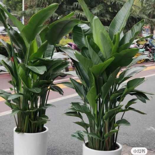 红河县大量出售花卉