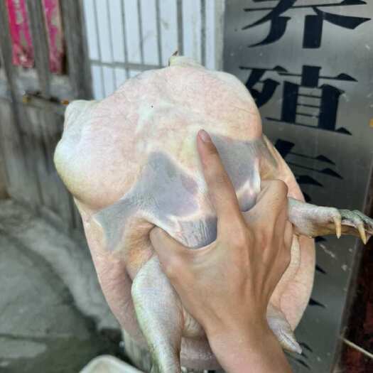 霍邱县水库生态老甲鱼2～5斤