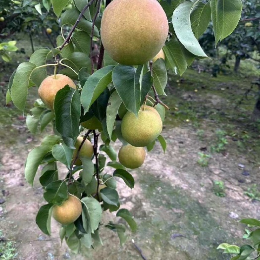 天津皇冠梨和郁度香梨，每个果都一斤左右