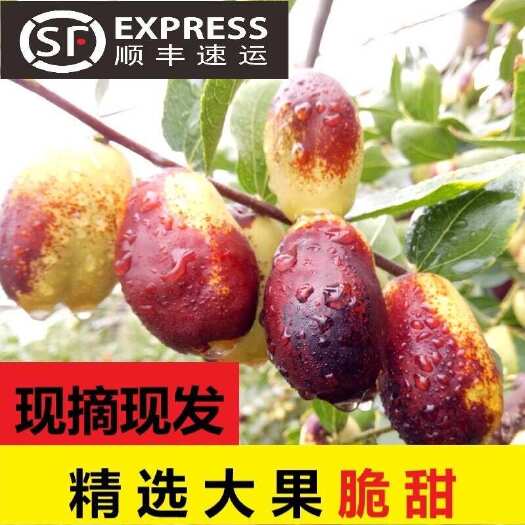 灵武市宁夏灵武长枣 产地直发 现摘现发 支持电商一件代发 顺丰包邮