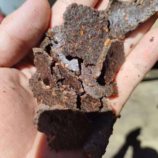 石家庄核桃饼 蛋白10  脂肪11