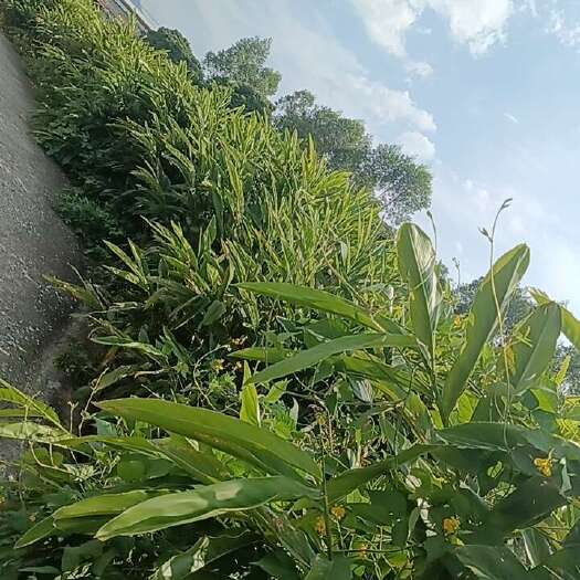 武宣县南姜药材