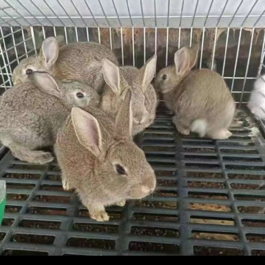 肉兔