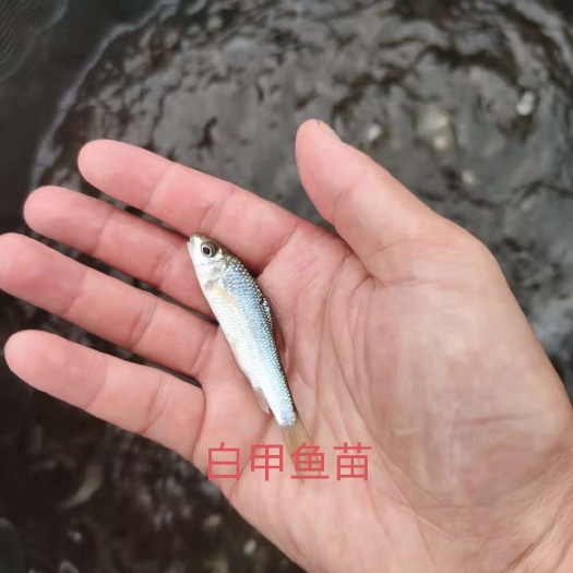 眉山名优淡水鱼bai甲鱼苗。又bai名甲鱼苗，瓜流子鱼。