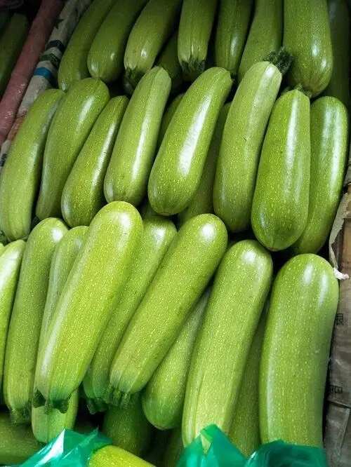 开园绿皮西葫芦