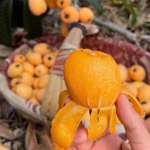 蒙自市云南蒙自枇杷 现货 产地直发