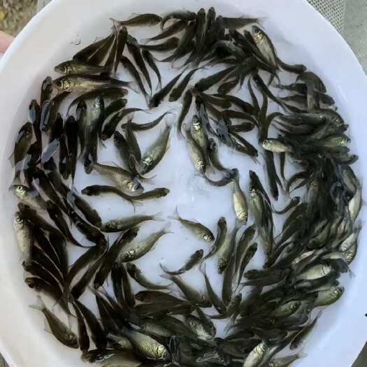 韶关中科五号鲫鱼苗