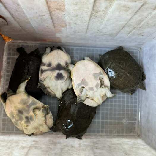 霍邱县生态甲鱼苗5两～1.5斤