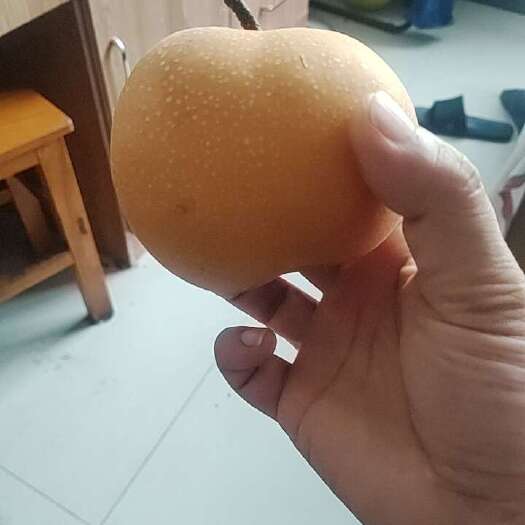 莱阳市烟台市莱阳市秋月梨