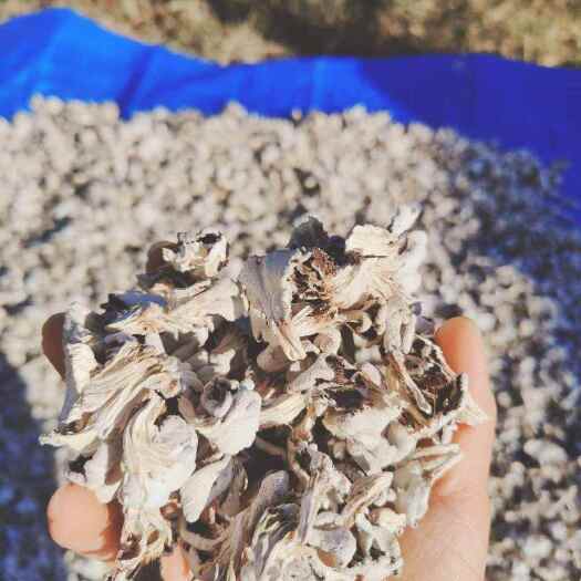 昆明白参干片，干朵，大量现货供应