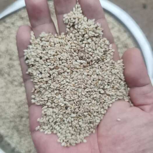 深圳尼日利亚白芝麻