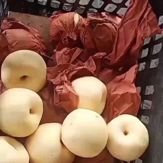 万荣县纸代酥梨