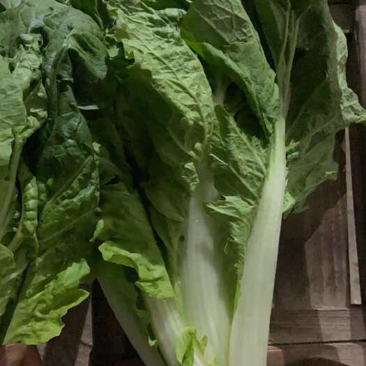 当阳市5号白菜