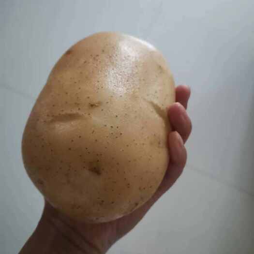 古浪县黄皮黄心土豆