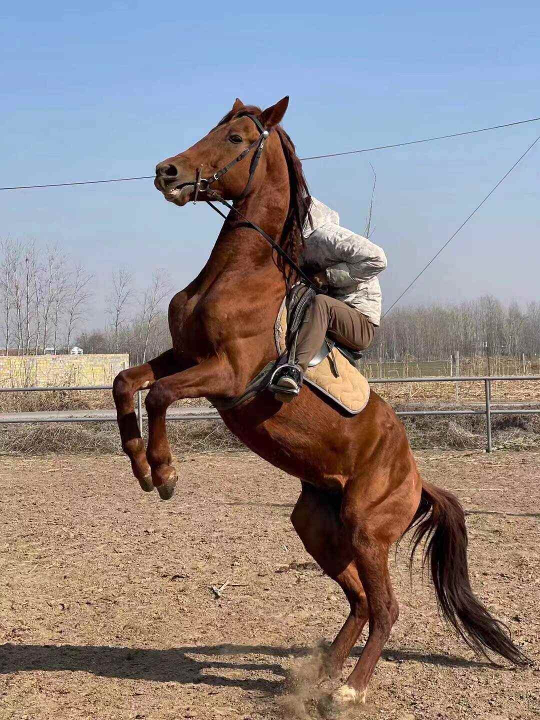 可以货到付款的马，骑乘马，半血马，景区专用，一匹也全国发货