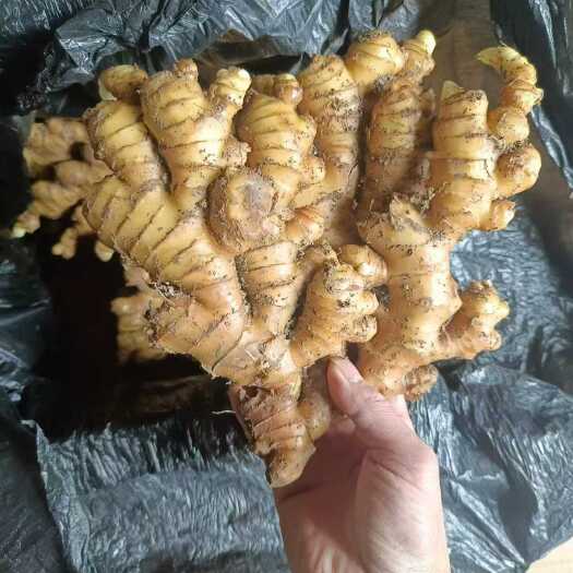 安顺万吨贵州二黄姜