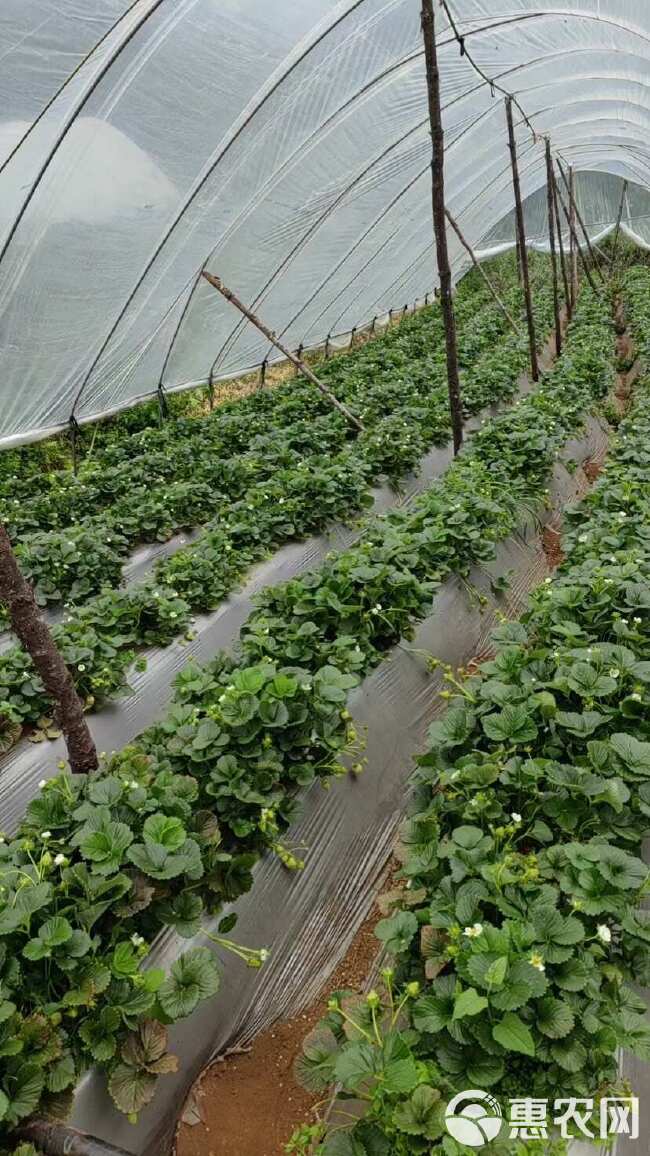 云南夏季草莓现摘烘焙商用蛋糕奶茶糖葫芦批发一整箱新鲜纸盒装