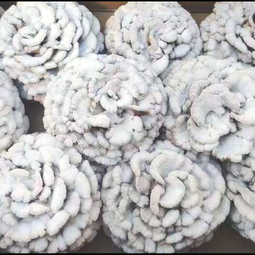 昆明白参菌