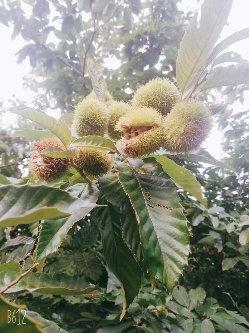 油栗子，黄茶，香、面、甜