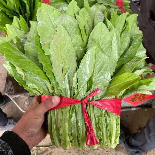 邯郸河北省邯郸市新鲜油麦菜 产地直发 叶绿鲜嫩