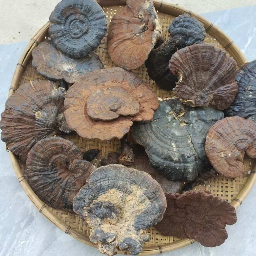 田林县紫灵芝