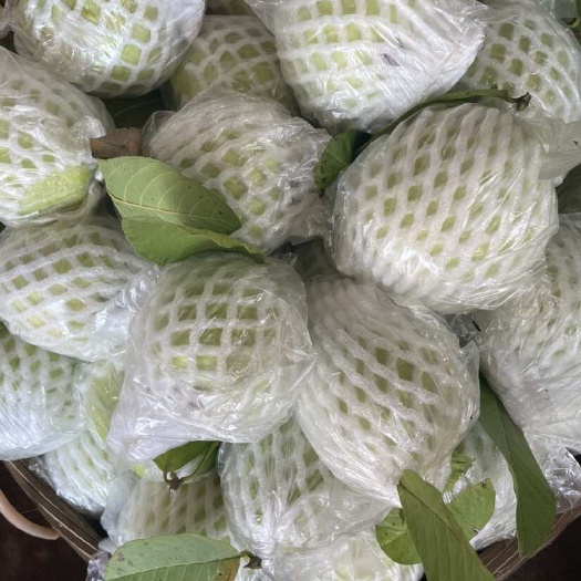 北流市精品番石榴，量大发货快
