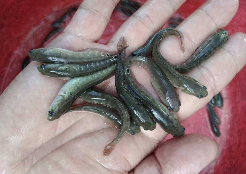 七星魚魚苗